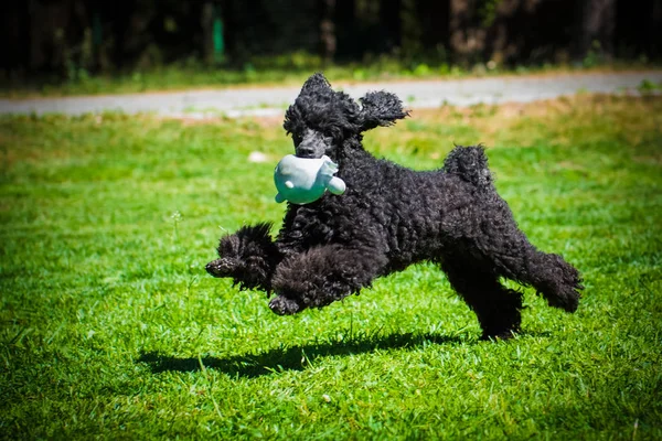 oyuncakla oynamak siyah komik kaniş köpek