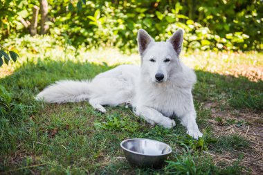 Bir kase ile beyaz swiss çoban köpeği. Köpek dışarıda yiyor.