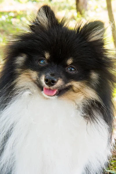Divertido Peludo Pequeño Pomeranian Perro Sonrisa Cara Fuera —  Fotos de Stock