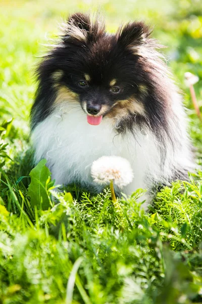 Funny fluffy Pomeranian dog and summer flowers outside