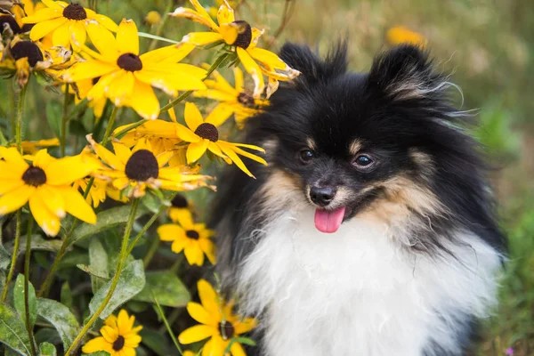 Funny fluffy Pomeranian dog and summer flowers outside