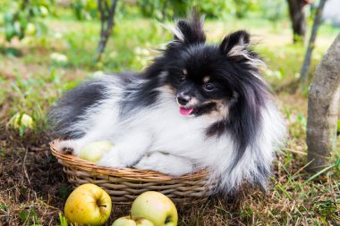 Pomeranian spitz köpeği yürüyüşe elma ile bir ağacın altında. Pomeranian spitz, tüylü köpek yavrusu. Köpek yaz Park yeşil çimenlerin üzerinde