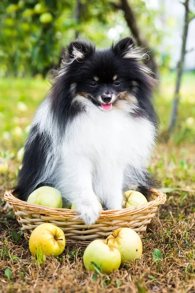 Pomeranian Spitz Dog Paseo Bajo Árbol Con Manzanas Cachorro Esponjoso — Foto de Stock