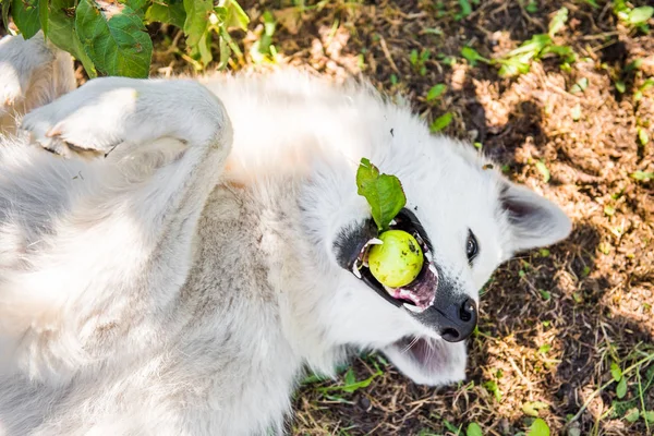 Bianco Divertente Svizzero Cane Pastore Sta Giocando Con Mela Sta — Foto Stock