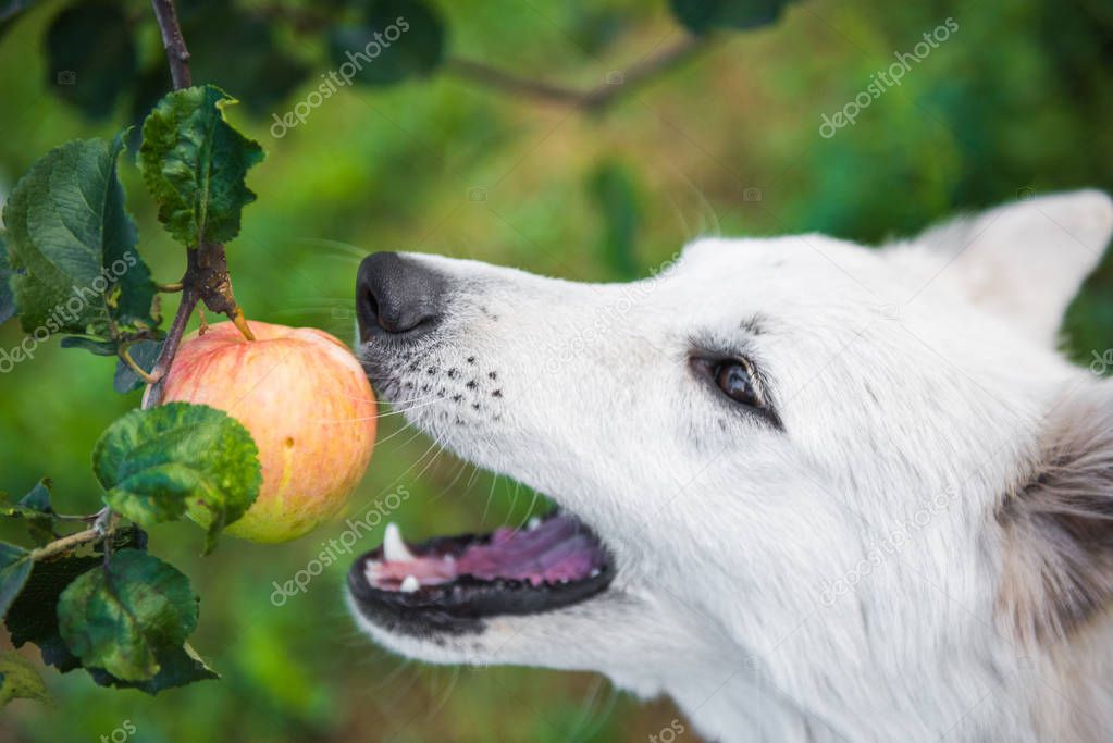 White funny swiss Shepherd dog is playing with apple or is eating fruit