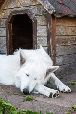 Beyaz komik güzel kabarık İsviçre çoban köpek kulübesi oturuyor.