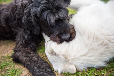 Komik siyah beyaz bir çoban köpeği ile Rus korkunç oynuyor