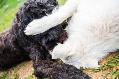 Komik siyah beyaz bir çoban köpeği ile Rus korkunç oynuyor