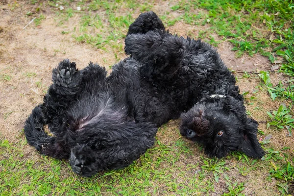 Divertido Negro Ruso Terrier Perro Juega Verde Hierba —  Fotos de Stock