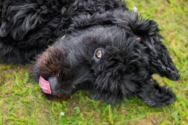 Engraçado Preto Russo Terrier Cão Joga Grama Verde — Fotografia de Stock