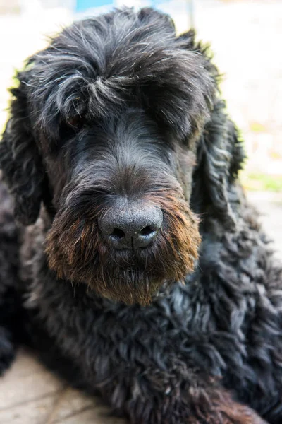 Engraçado Preto Russo Terrier Cão Está Grama Verde — Fotografia de Stock