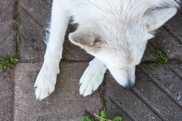 White Swiss Shepherd Dog Sleeps Top View Dog Feels Badly — Stock Photo, Image