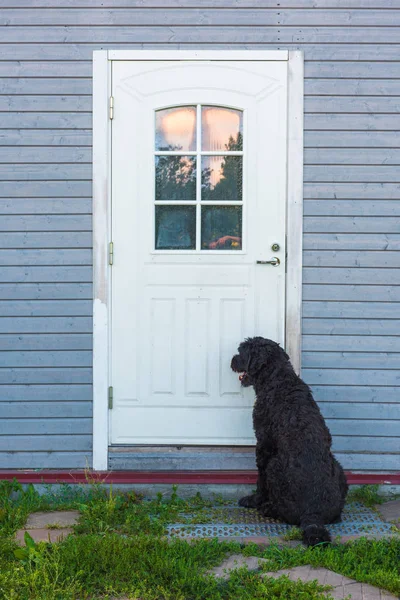Одинокий Пёс Ждет Хозяина Возле Двери Собака Ждет Своего Хозяина — стоковое фото