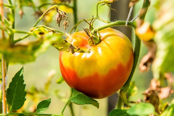 Tomat Hausse Hjärtat Utanför Trädgården — Stockfoto