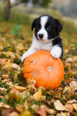 Sonbahar arka planında balkabaklarıyla poz veren komik Galli Corgi Pembroke yavru köpeği.
