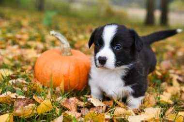 Sonbahar arka planında balkabaklarıyla poz veren komik Galli Corgi Pembroke yavru köpeği.