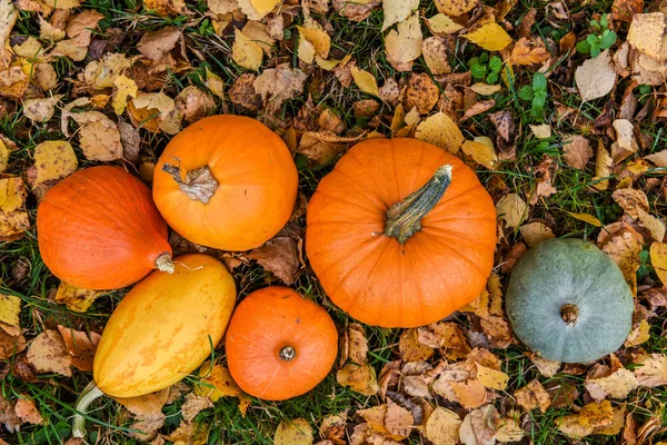 Oranžové Dýně Pozadí Podzimní Listy — Stock fotografie