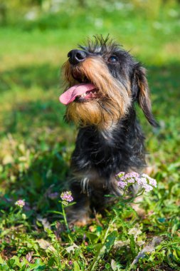 Komik daksund köpek yürüyüş ve yaz çiçek