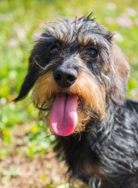 Parkta bir yürüyüş üzerinde komik dachshund köpek