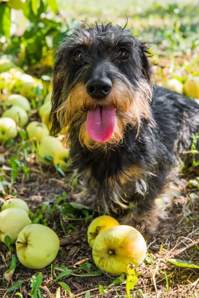Lustiger Dackelhund Bei Einem Spaziergang Unter Einem Baum Mit Äpfeln — Stockfoto
