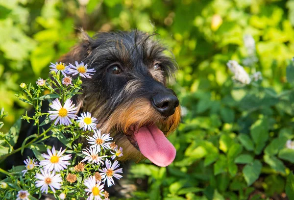 Lustiger Dackelhund beim Spaziergang und Sommerblumen — Stockfoto