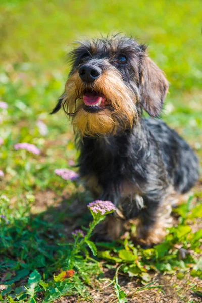 Grappige teckel hond op een vrije loop en zomer bloemen — Stockfoto