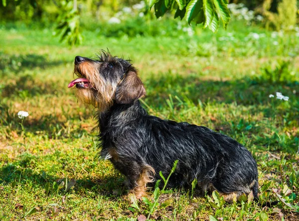 Lustiger Dackelhund beim Spaziergang im Park — Stockfoto