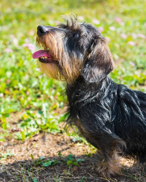 Lustiger Dackelhund beim Spaziergang im Park — Stockfoto