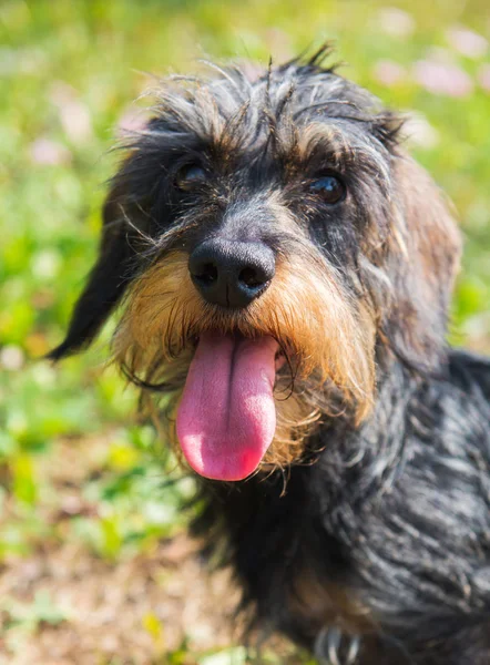 Parkta bir yürüyüş üzerinde komik dachshund köpek