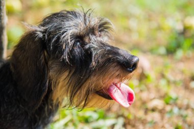 Parkta bir yürüyüş üzerinde komik dachshund köpek