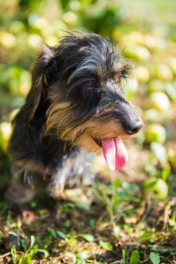 Komik küçük daksund köpek bir güneş çarpması vardır