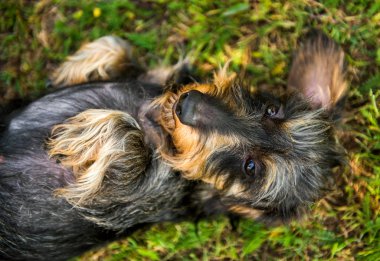 Komik küçük daksund köpek bir güneş çarpması vardır