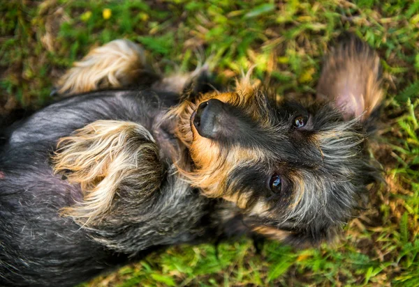 Grappige kleine teckel hond heeft een sunstroke — Stockfoto