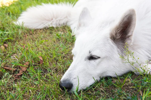 Blanco hermoso perro pastor suizo está durmiendo . — Foto de Stock