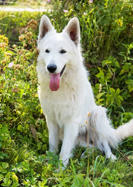 Bianco bellissimo cane pastore svizzero custodisce la casa . — Foto Stock