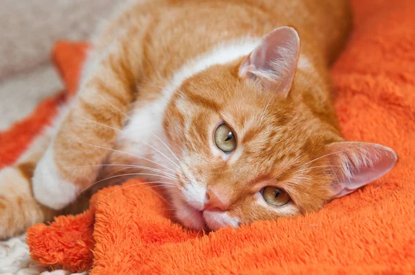 Kırmızı Kedi hastalandı