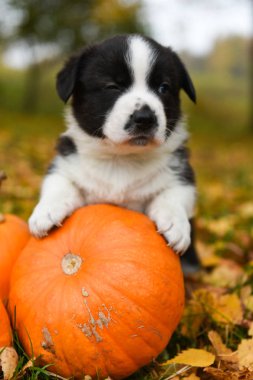 Sonbahar arka planında balkabağı olan Corgi yavru köpeği.