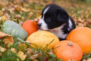 Sonbahar arka planında balkabağı olan Corgi yavru köpeği.