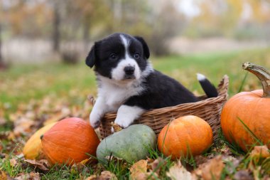 Sonbahar arka planında balkabağı olan Corgi yavru köpeği.