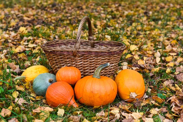 orange pumpkins ad basket against the background of autumn foliage