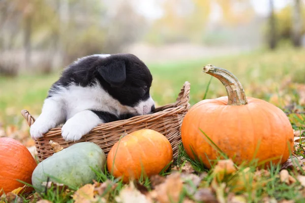 Corgi szczeniak z dynią na jesiennym tle — Zdjęcie stockowe