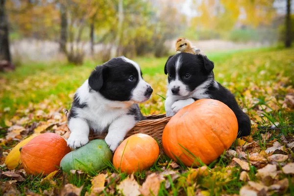 corgi puppies dogs with a pumpkin on an autumn background