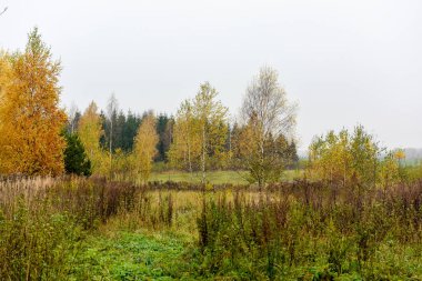 Sonbahar altın ağaçları Orman Manzara Doğa