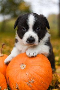 Sonbahar arka planında balkabağı olan Corgi yavru köpeği.
