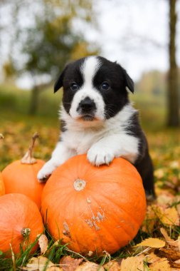 Sonbahar arka planında balkabağı olan Corgi yavru köpeği.