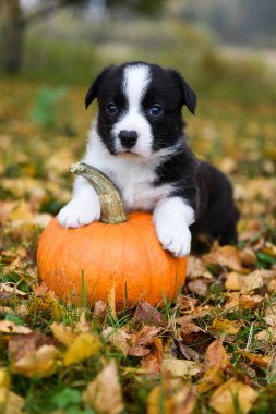 Sonbahar arka planında balkabağı olan Corgi yavru köpeği.