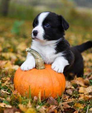 Sonbahar arka planında balkabağı olan Corgi yavru köpeği.