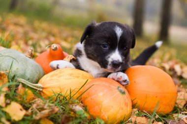 Sonbahar arka planında balkabağı olan Corgi yavru köpeği.