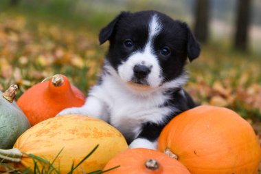 Sonbahar arka planında balkabağı olan Corgi yavru köpeği.