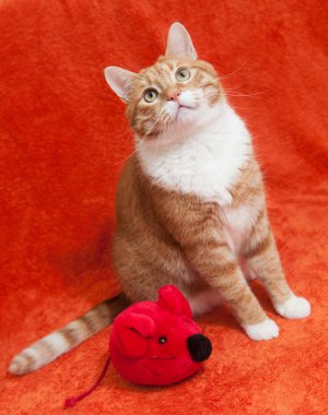 peluş oyuncak fare ile kırmızı kedi